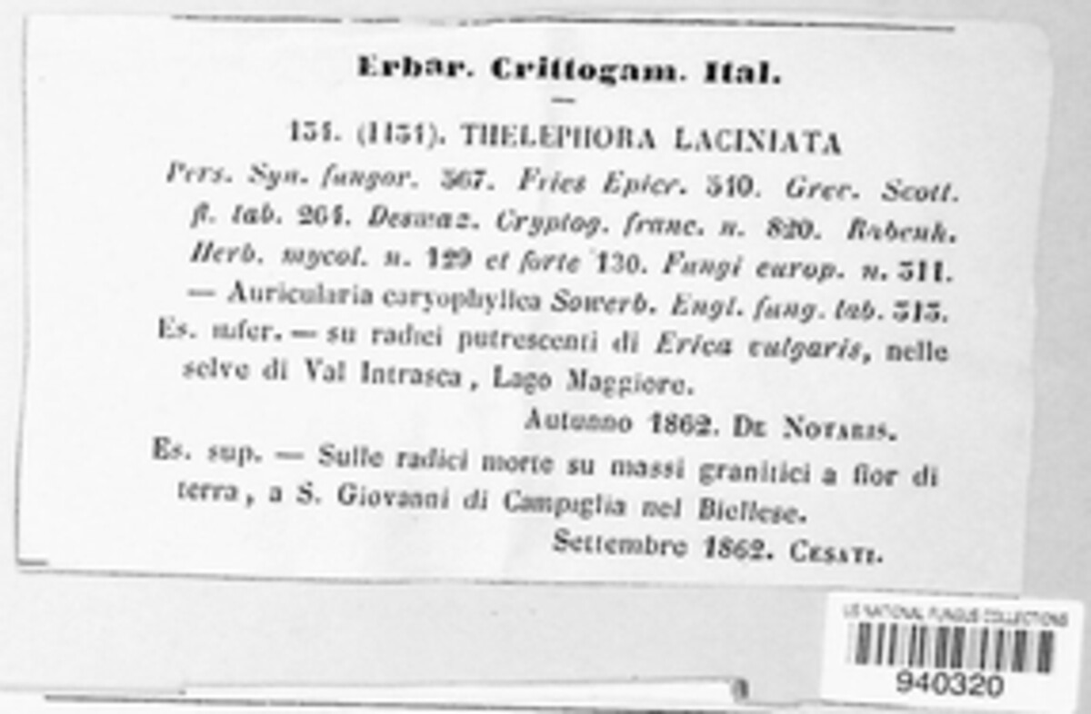 Thelephora caryophyllea image
